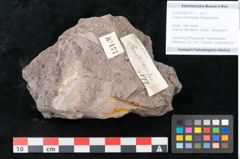 Foto (Objekt + Etikett) von Quercus lonchitoides Ettingshausen (NHMW-GEO-2024-0188-10177)